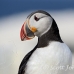 puffin_atlantic_msi_h_0835_can1864.jpg
